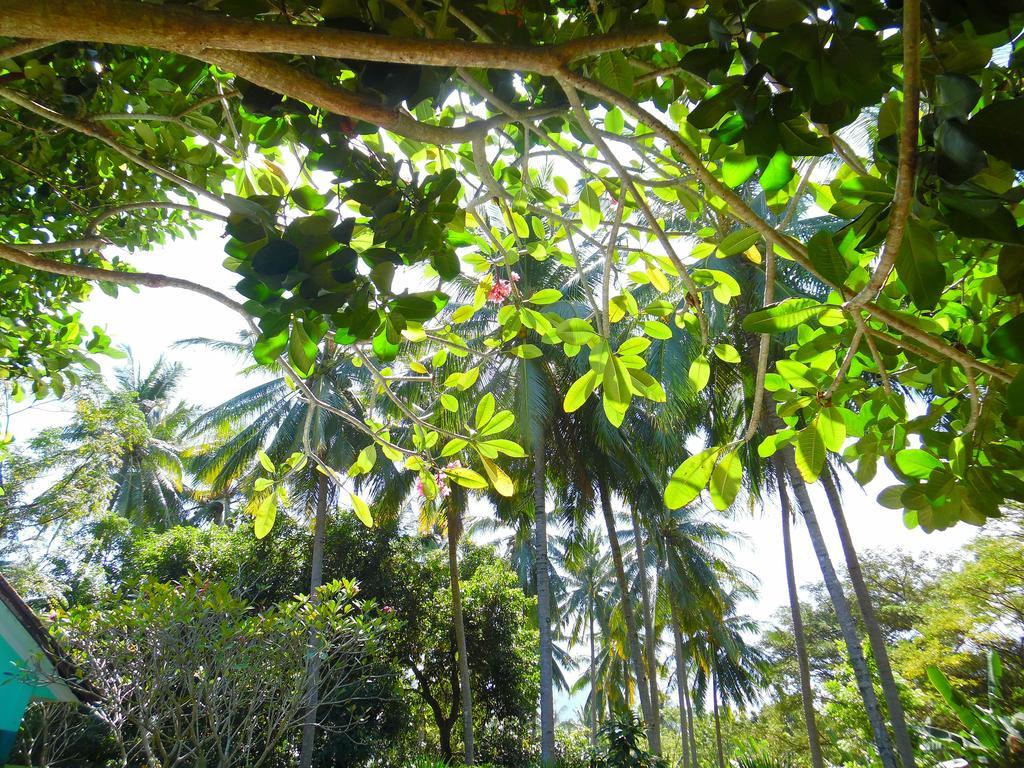 Lazy Monkey Hotell Senggigi Exteriör bild